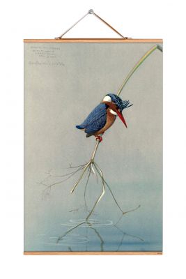 Louis Agassiz Fuertes Posters No 224 eicie SINGLE PIECES